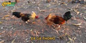 Đá gà Thomo Onbet - Trận đấu gà truyền thống hấp dẫn