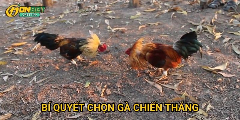 Đá gà Thomo Onbet - Trận đấu gà truyền thống hấp dẫn 3 Bí quyết chọn gà chiến thắng